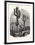 The Cereus Giganteus, or Monumental Cactus-null-Framed Premium Giclee Print