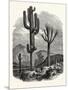 The Cereus Giganteus, or Monumental Cactus-null-Mounted Premium Giclee Print