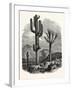 The Cereus Giganteus, or Monumental Cactus-null-Framed Giclee Print