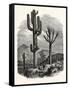 The Cereus Giganteus, or Monumental Cactus-null-Framed Stretched Canvas