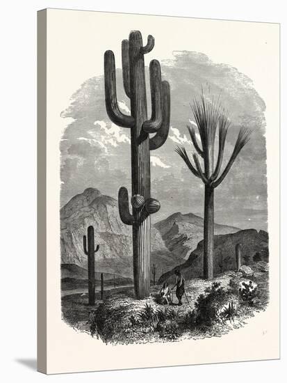 The Cereus Giganteus, or Monumental Cactus-null-Stretched Canvas