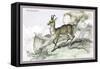 The Chamois-John Stewart-Framed Stretched Canvas