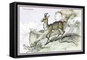 The Chamois-John Stewart-Framed Stretched Canvas