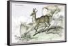 The Chamois-John Stewart-Framed Stretched Canvas