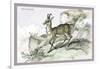 The Chamois-John Stewart-Framed Art Print