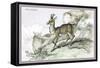 The Chamois-John Stewart-Framed Stretched Canvas