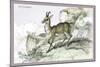 The Chamois-John Stewart-Mounted Art Print