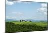 The Chapel of Our Lady of Vitaleta, Val D'Orcia, UNESCO World Heritage Site, Tuscany, Italy, Europe-Oliviero Olivieri-Mounted Photographic Print