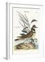 The Chattering Plover, 1749-73-Mark Catesby-Framed Giclee Print