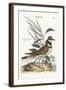 The Chattering Plover, 1749-73-Mark Catesby-Framed Giclee Print