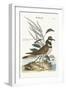 The Chattering Plover, 1749-73-Mark Catesby-Framed Giclee Print