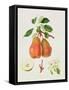 The Chaumontelle Pear, 1818-William Hooker-Framed Stretched Canvas