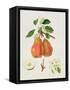 The Chaumontelle Pear, 1818-William Hooker-Framed Stretched Canvas