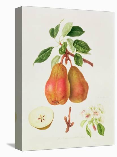 The Chaumontelle Pear, 1818-William Hooker-Stretched Canvas