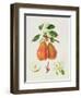 The Chaumontelle Pear, 1818-William Hooker-Framed Giclee Print