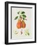 The Chaumontelle Pear, 1818-William Hooker-Framed Giclee Print