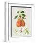 The Chaumontelle Pear, 1818-William Hooker-Framed Giclee Print