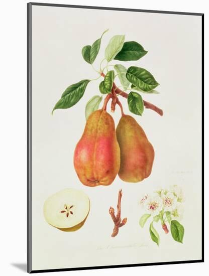 The Chaumontelle Pear, 1818-William Hooker-Mounted Giclee Print