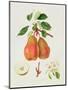 The Chaumontelle Pear, 1818-William Hooker-Mounted Giclee Print