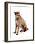 The Cheetah on White, 2020, (Pen and Ink)-Mike Davis-Framed Giclee Print