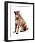 The Cheetah on White, 2020, (Pen and Ink)-Mike Davis-Framed Giclee Print