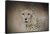 The Cheetah-Jai Johnson-Framed Stretched Canvas