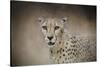 The Cheetah-Jai Johnson-Stretched Canvas