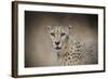 The Cheetah-Jai Johnson-Framed Giclee Print