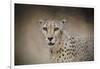 The Cheetah-Jai Johnson-Framed Giclee Print