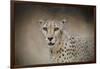 The Cheetah-Jai Johnson-Framed Giclee Print