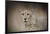 The Cheetah-Jai Johnson-Framed Giclee Print