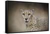 The Cheetah-Jai Johnson-Framed Stretched Canvas