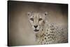 The Cheetah-Jai Johnson-Stretched Canvas