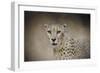 The Cheetah-Jai Johnson-Framed Giclee Print