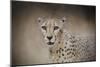 The Cheetah-Jai Johnson-Mounted Giclee Print