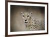 The Cheetah-Jai Johnson-Framed Giclee Print