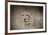 The Cheetah-Jai Johnson-Framed Giclee Print