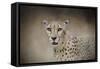 The Cheetah-Jai Johnson-Framed Stretched Canvas