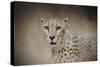 The Cheetah-Jai Johnson-Stretched Canvas