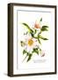 The Cherokee Rose-null-Framed Art Print