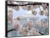 The Cherry Blossoms are in Full Bloom Along the Tidal Basin in Washington-null-Framed Stretched Canvas