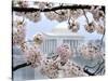 The Cherry Blossoms are in Full Bloom Along the Tidal Basin in Washington-null-Stretched Canvas