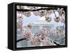 The Cherry Blossoms are in Full Bloom Along the Tidal Basin in Washington-null-Framed Stretched Canvas