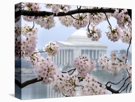 The Cherry Blossoms are in Full Bloom Along the Tidal Basin in Washington-null-Stretched Canvas