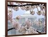 The Cherry Blossoms are in Full Bloom Along the Tidal Basin in Washington-null-Framed Photographic Print