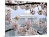 The Cherry Blossoms are in Full Bloom Along the Tidal Basin in Washington-null-Mounted Photographic Print