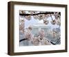 The Cherry Blossoms are in Full Bloom Along the Tidal Basin in Washington-null-Framed Photographic Print