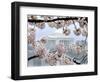 The Cherry Blossoms are in Full Bloom Along the Tidal Basin in Washington-null-Framed Photographic Print