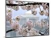 The Cherry Blossoms are in Full Bloom Along the Tidal Basin in Washington-null-Mounted Photographic Print
