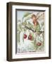 The Cherry Tree Fairy-Vision Studio-Framed Art Print